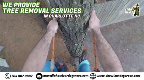 The city of charlotte adopted tree ordinance is city code chapter 21, and can be viewed at municode. Tree removal services in charlotte NC - YouTube