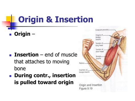 Ppt Chapter 9 The Muscular System Powerpoint Presentation Free