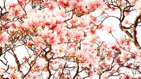 Pink Flower Blossom Tree Branch Magnolia Hd Magnolia