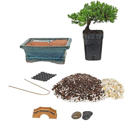 Bonsai Tree Starter Kit Complete Do It Yourself Kit With 2