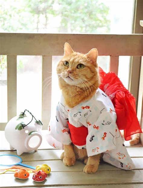 19 Adorable Kitties Showing How Cute They Are In Kimonos
