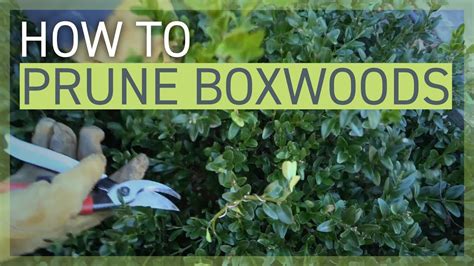 How To Prune Your Boxwoods Youtube