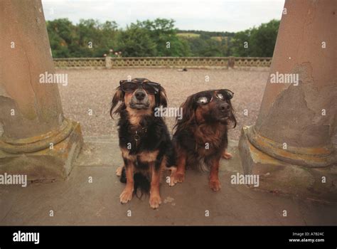Film Star Dogs Stock Photo Alamy