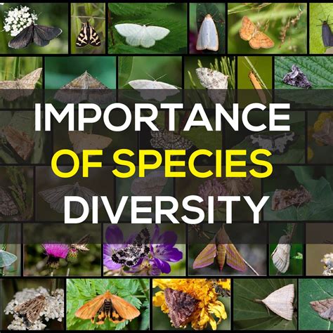 Species Diversity Definition Importance And Example