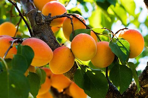 How To Grow And Care For Apricot Trees Gardeners Path