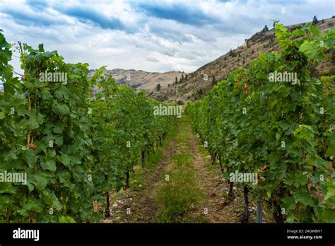 Between Vineyard Lines Vine Grape Agriculture Fields Okanagan Valley