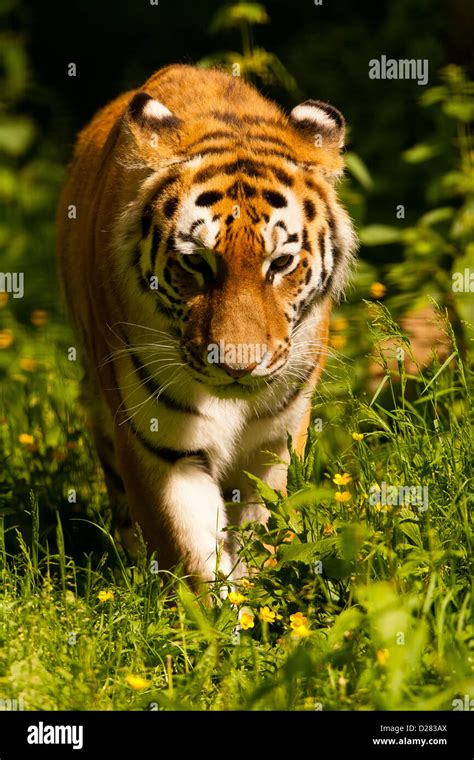 Siberianamur Tiger Panthera Tigris Altaica Walking Through