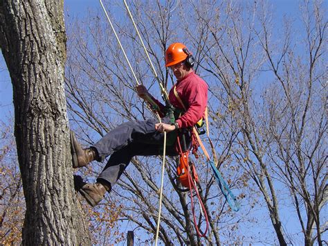 Why You Need To Hire An Arborist To Handle Your Tree