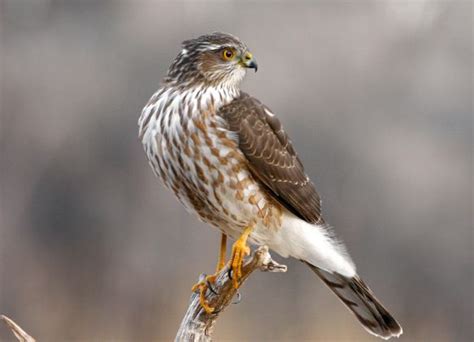 Birds Of Prey Mass Species Hawk Facts Representative Species Wings