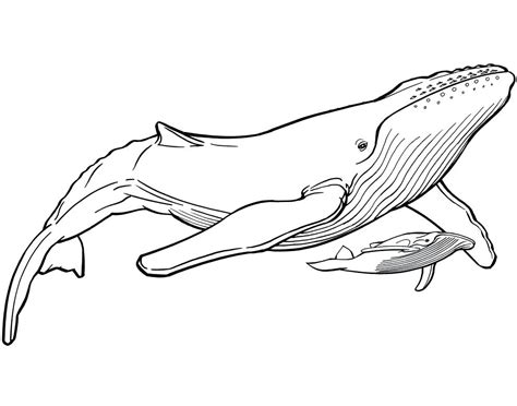 Whether they're intended for you to have some. Blue Whale Line Drawing | Free download on ClipArtMag