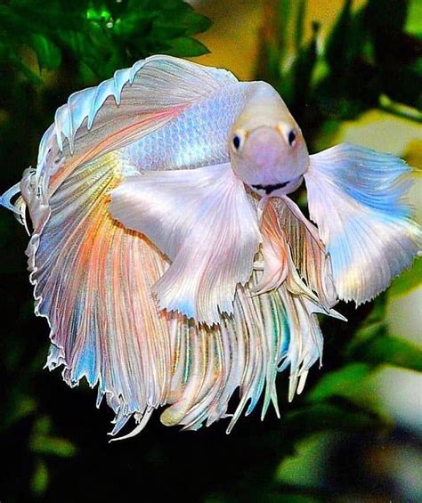 One Of The Most Beautiful Betta Ive Ever Seen Fish Pet Fish Betta