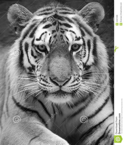 Tiger Stock Photo Image 42221898