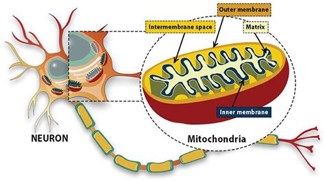 What Are Mitochondria Mitochondria Are Organelles Found In Almost