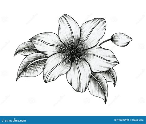 Hand Drawn Ink Clematis Flowers Isolated On White Black And White Line Art Floral Drawing