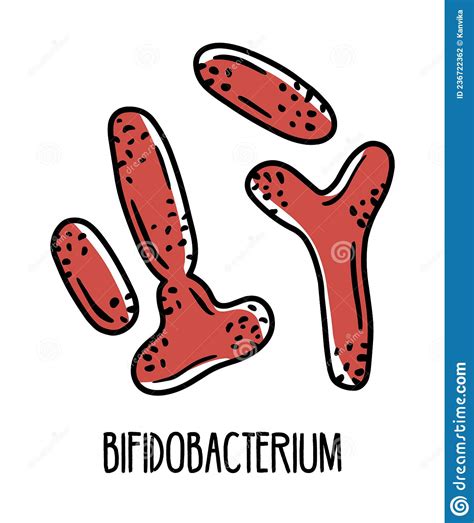 Bifidobacterium Anaerobic Bacteria In The Human Intestinal Microflora