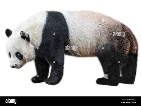 Il Panda Gigante Ailuropoda Melanoleuca Noto Anche Come Orso Panda è