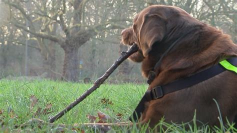Dog Owners Warned Over Dangers Of Playing Fetch With Sticks Itv News