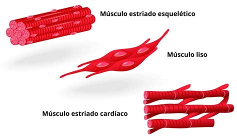 Tecido Muscular Características Funções Tipos Biologia Net