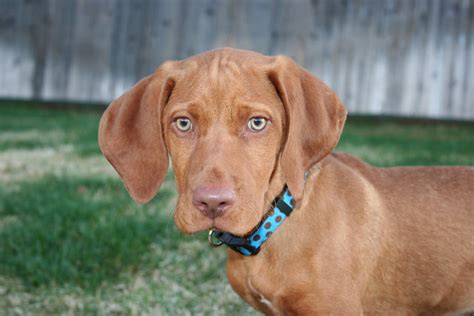 Some of the traits may always stay the same, whether that be the color of their fur or. Amazing Vizslas: What is a Vizsla and how does it look?