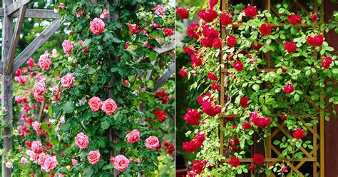 Taking Care Of Gulab Ka Phool Rose Flowering Guide India Gardening