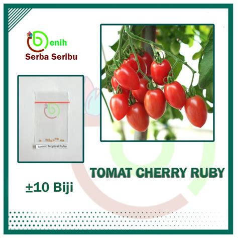 Jual Benih Bibit Tomat Cherry Ruby Merah Biji Benih Seribuan