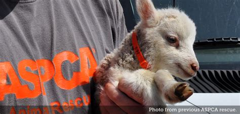 Update Aspca Places Nearly 230 Animals From Ma Cruelty Case With