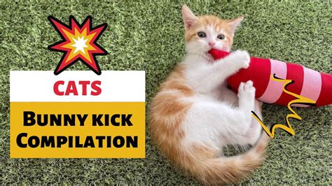 Cat Bunny Kick Compilation Kick Kick Kick YouTube