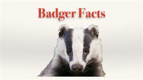 Badger Facts Youtube Animal Facts Facts Badger