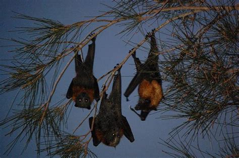 Megabats With Human Sized Wingspans Fly Freely In The Philippines 2022
