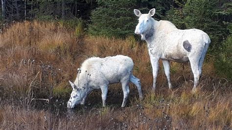 Return Of The Spirit Moose Pair Of White Moose Spotted On Northern