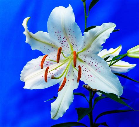 Lily Blossom Bloom · Free Photo On Pixabay