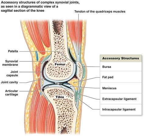 Knee Ligament Diagrams To Print 101 Diagrams