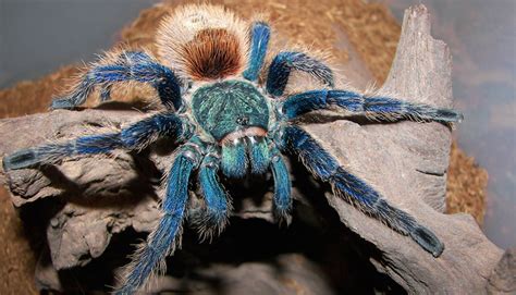 We Still Dont Know Why The Heck There Are So Many Blue Tarantulas