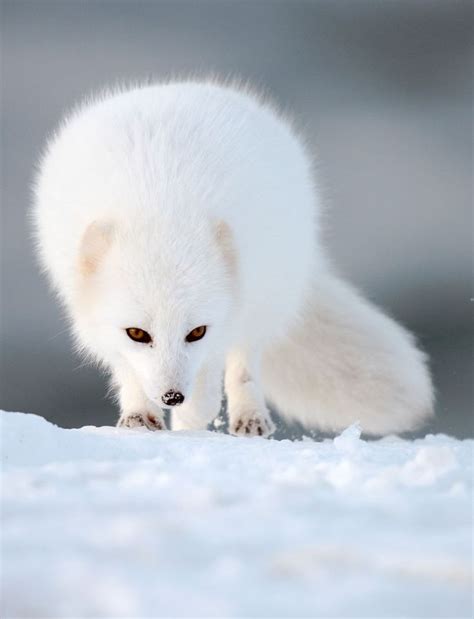 The Fur Of The Arctic Fox Changes With Season Its White During Winter
