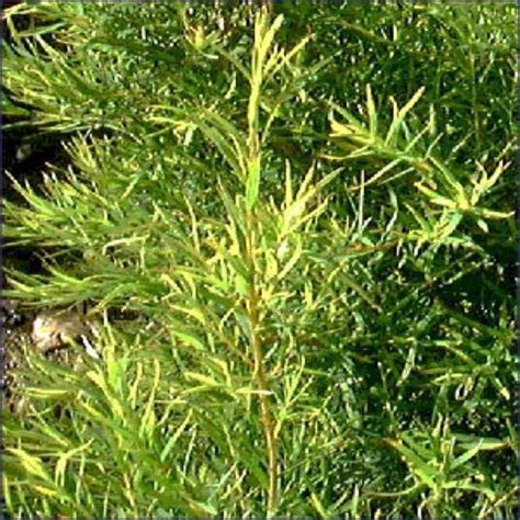 It is a colourless or pale yellow oil obtained by steam distillation of the freshly harvested leaves of melaleuca alternifolia (australian tea tree). tea tree oil
