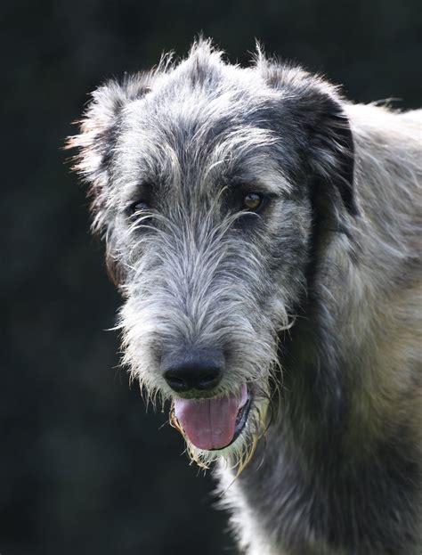 Irish Wolfhound Photography — Hugo In 2021 Irish Wolfhound Wolfhound