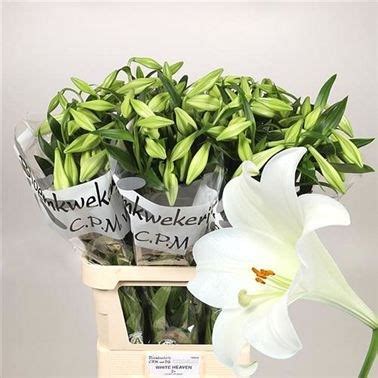 Lily Longi White Heaven 85cm Wholesale Dutch Flowers Florist