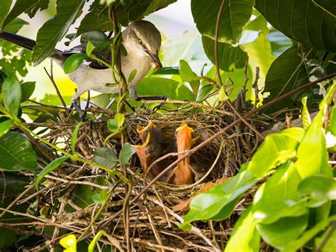 Northern Mockingbird Nesting Behavior Eggs Location Birdfact