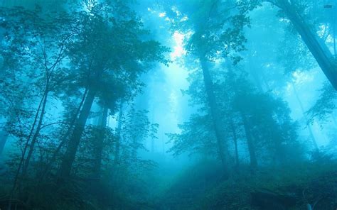 Blue Forest Background Wallpapers 25596 Baltana