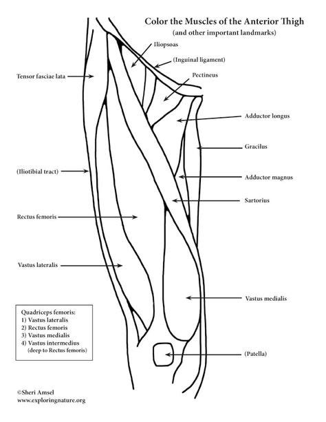 Lower Leg Muscle Diagram Blank Sketch Coloring Page