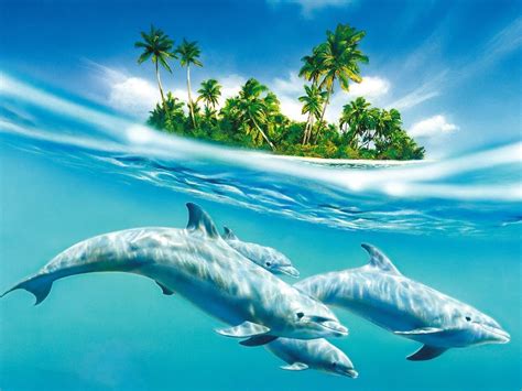 Smartest Animal Dolphin Hd Desktop Wallpaper Collection Yl Computing