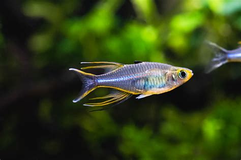 Celebes Rainbowfish Telmaterina Ladigesi Marosatherina Ladigesi Stock