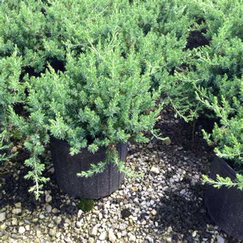 Juniper Blue Pacific Dallas Stone Yard And Landscape Supply Outdoor Warehouse Supply