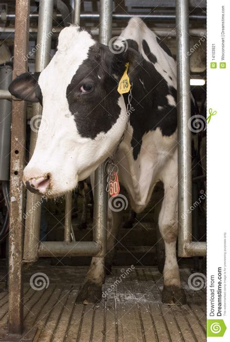 Milk Cow In Milking Stall Inside Dairy Farm Barn Stock Image Image Of