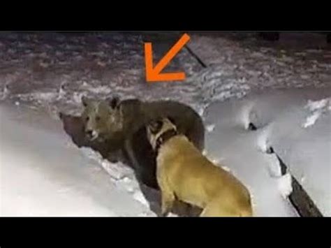 O Urso Ataca O Jovem Mas Kangal Parou YouTube