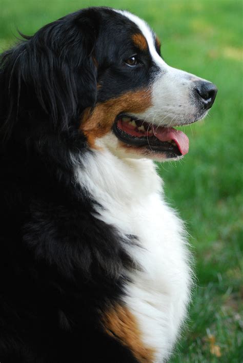 Female Bernese Mountain Dog Portrait Profile