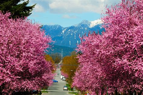 Cherry Blossom In Vancouver Bc