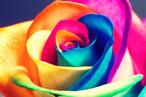 Rainbow Roses Trusper