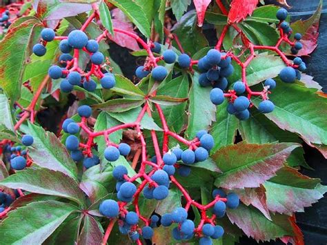 Virginia Creeper Arizona Poison And Drug Information Center