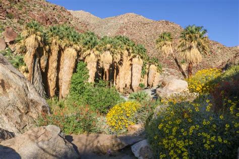 Anza Borrego Desert State Park Wildflowers Bloom 2020 Guide